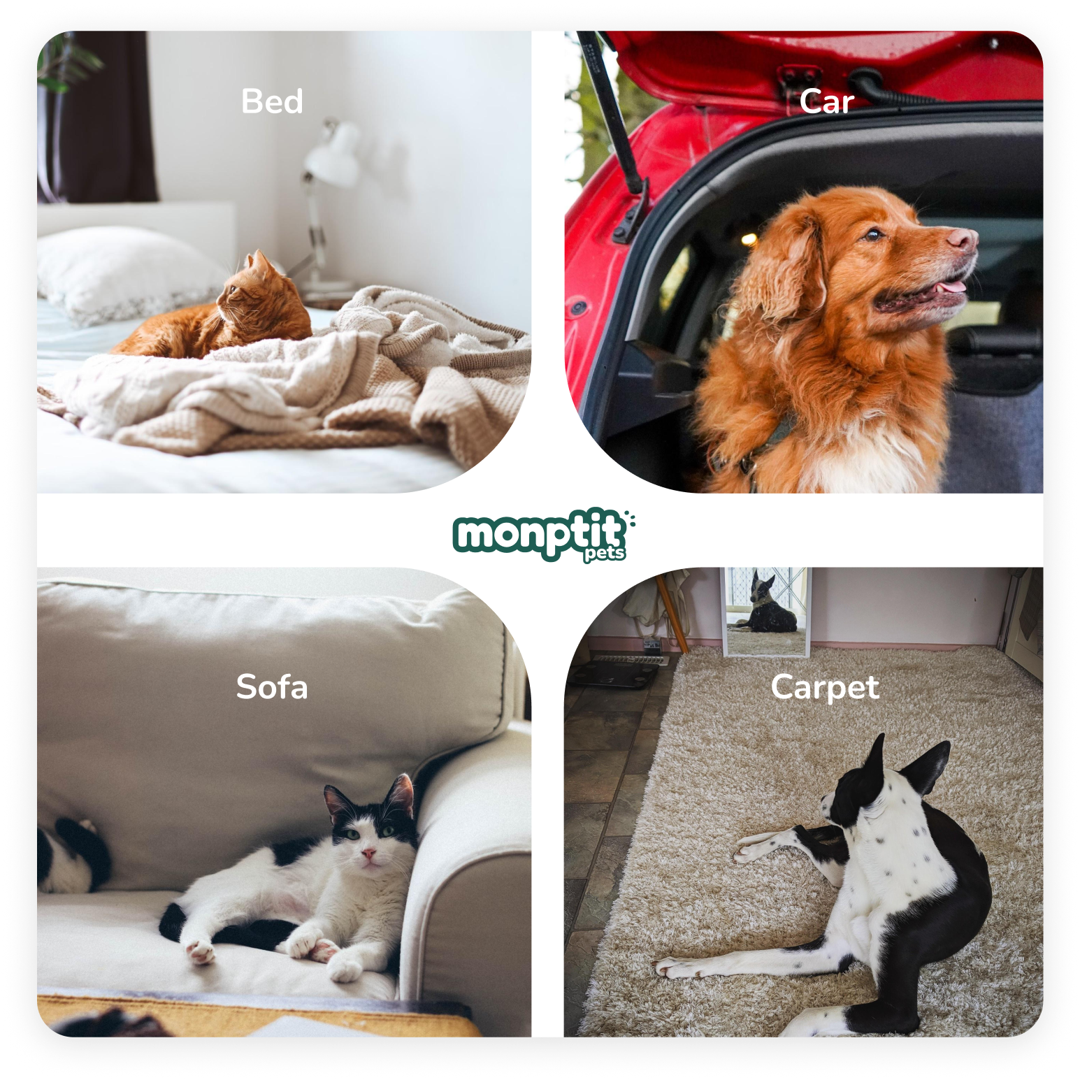 Monptit Pets hair remover tool works on bed, sofa, carpet and car