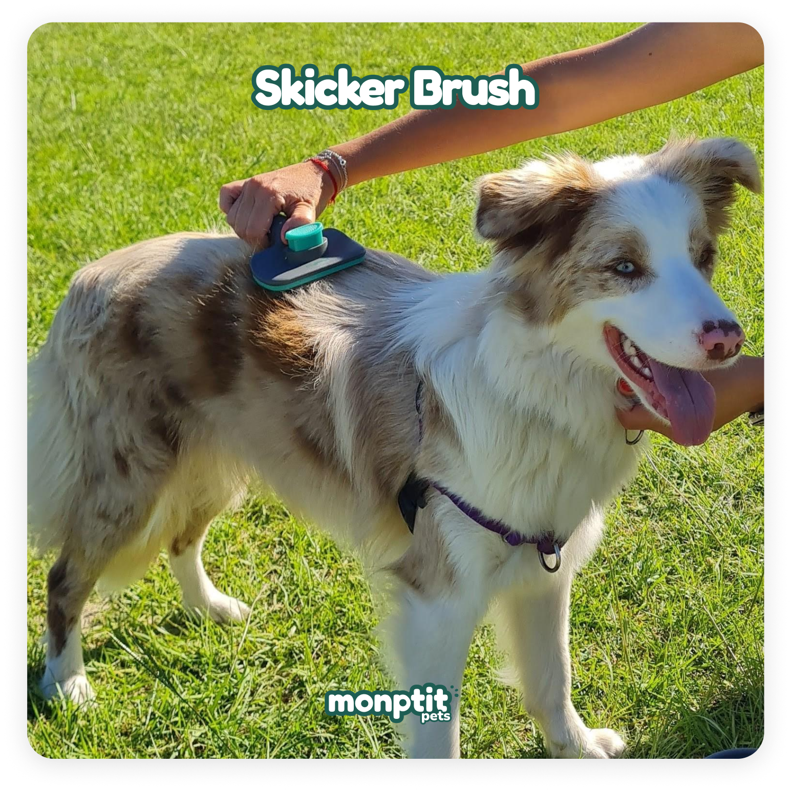 Using the Monptit Pets brush to remove hair from dog’s coat outdoors