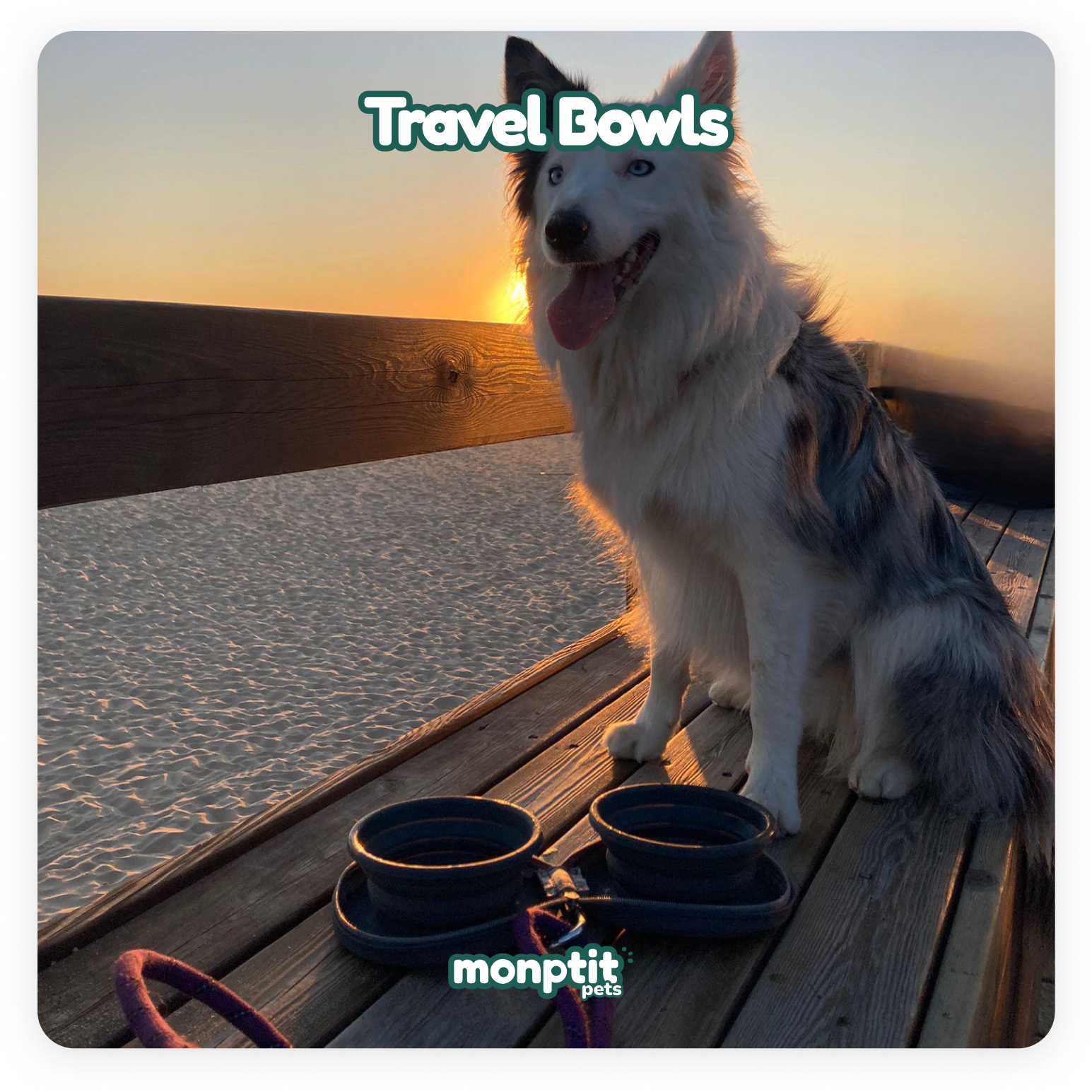 Travel bowls for food and water – compact and reusable by Monptit Pets